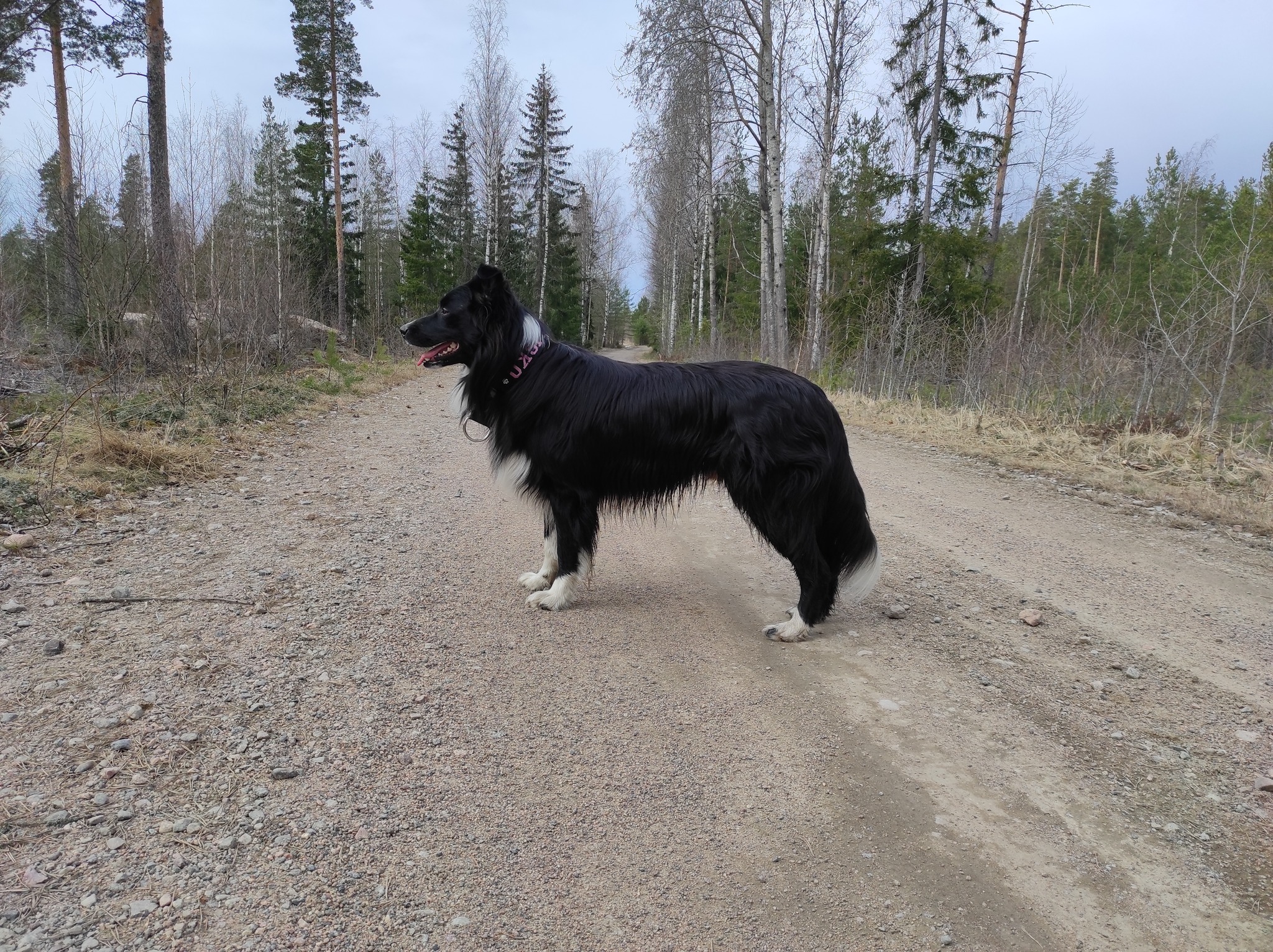 Lisko